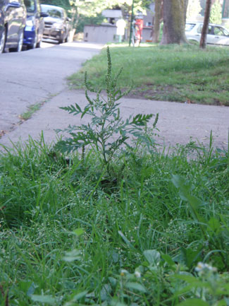 Un "beau" spécimen d'herbe à poux le long de la rue de l'Épée à Outremont